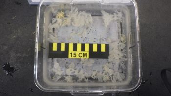 Media type: image;   Invertebrate Zoology 153111 Description: live specimen;
